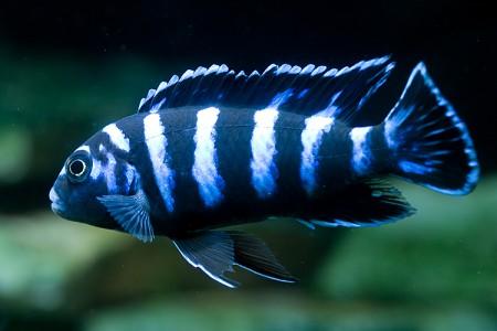 Pseudotropheus Demasoni